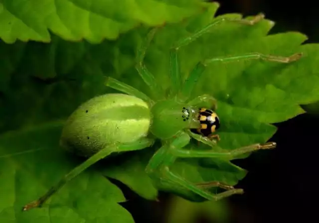 Samica Spachacza zielonawego ( Micrommata virescens ) w odmianie z ciemnozielonym znakiem na odwłoku.