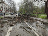 W Rzeszowie złamało się drzewo. Trwają prace nad jego usunięciem