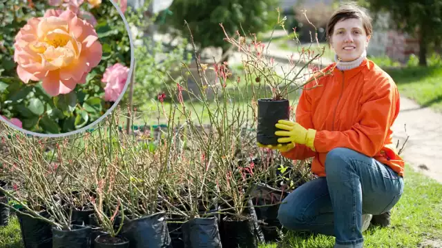 Termin sadzenia róż zależy od ich typu oraz formy sadzonki.