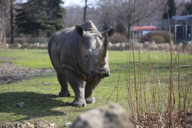 W Śląskim Ogrodzie Zoologicznym będzie pawilon dla nosorożców białych