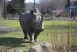 W Śląskim Ogrodzie Zoologicznym będzie pawilon dla nosorożców białych 