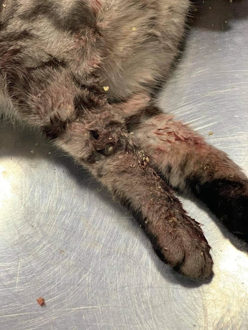 Potrącono kotkę w Jejkowicach i zostawiono na poboczu na pewną śmierć