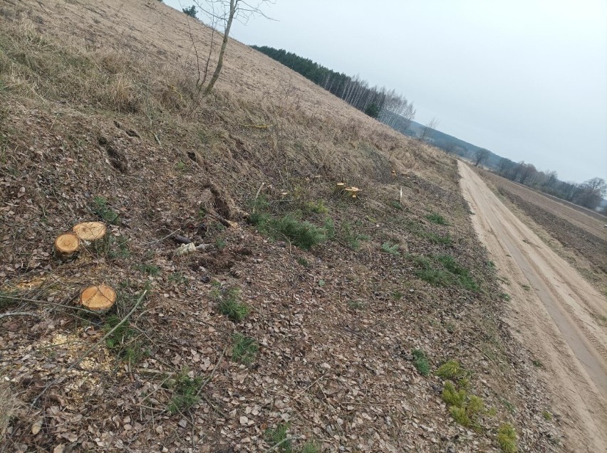 W Ozieranach miał być krajobraz jak po katakliźmie. A jest tylko trochę wyciętych drzewek i krzaków 