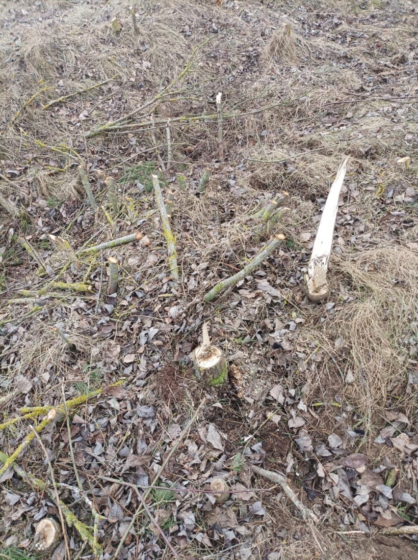 W Ozieranach miał być krajobraz jak po katakliźmie. A jest tylko trochę wyciętych drzewek i krzaków 