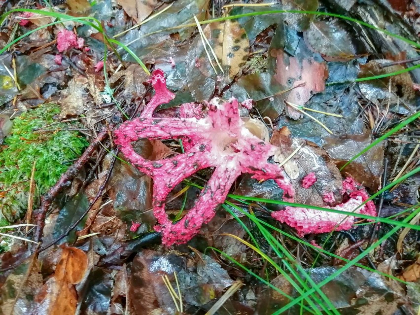 Palce diabła, czyli okratek australijski w lesie koło...