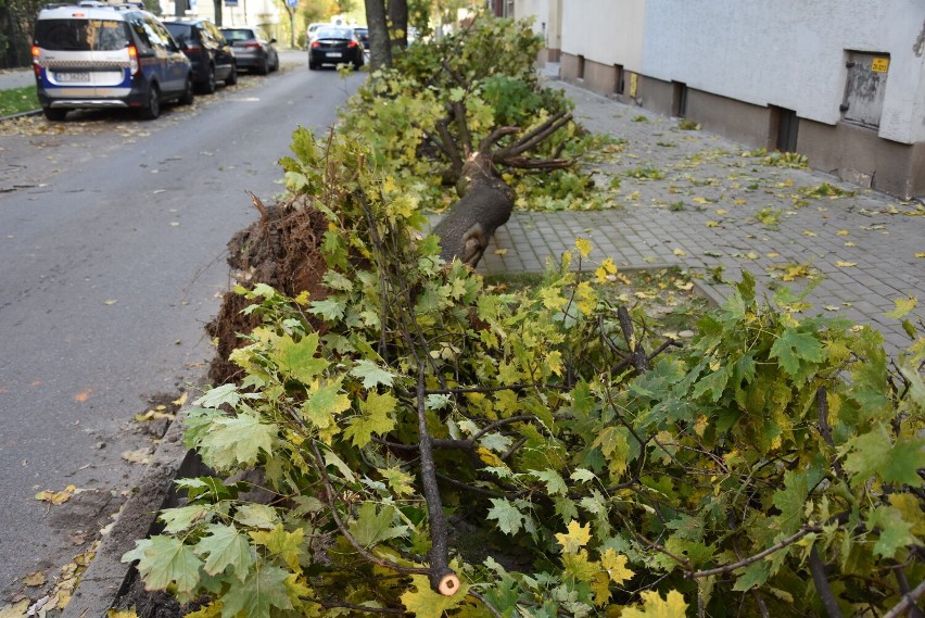 Tarnów.  Drzewo runęło na ulicę Brodzińskiego w Tarnowie. Droga w centrum miasta była zablokowana [ZDJĘCIA]