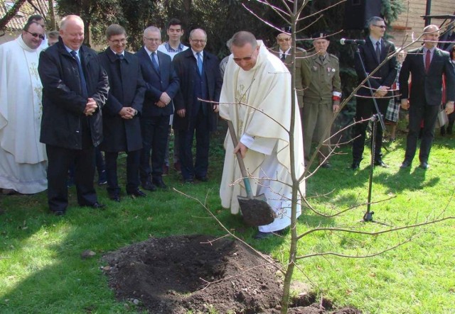 Ksiądz prałat Andrzej Zapart nadał dębowi imię Mieszko