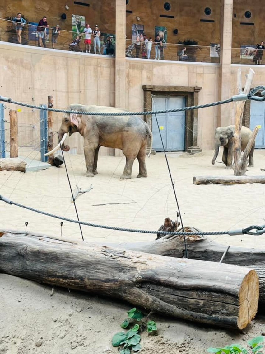 Dzieciaki z gminy Warta w łódzkim ogrodzie zoologicznym