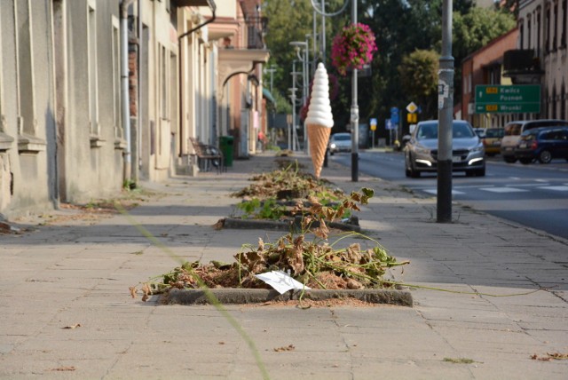 Sieraków bez drzew w centrum miasta