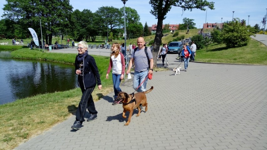 Zawody dogtrekkingowe w Redzie