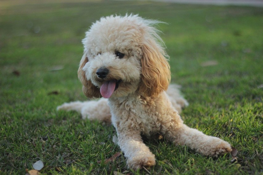 Bichon frisé...