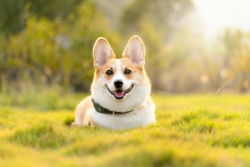 Corgi...