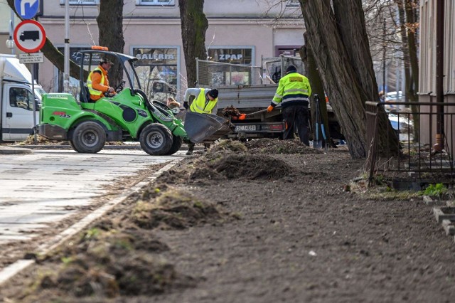 Częstochowa szykuje się do wiosny. Nowe nasadzenia w centrum i na Północy