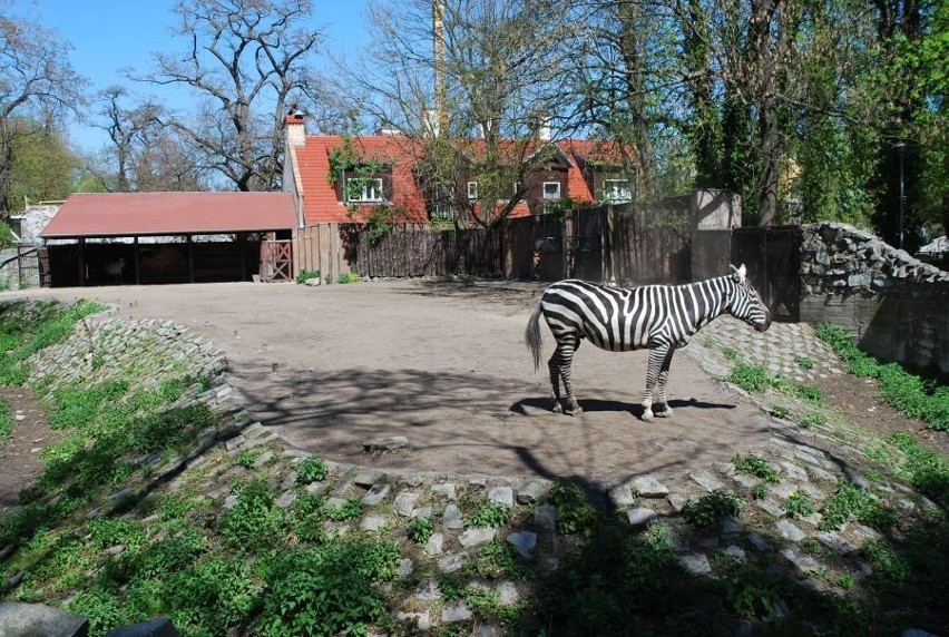 Wrocław: Zebra zebrze nierówna, czyli słów kilka o zebrze bezgrzywej