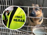 Chciała nielegalnie sprzedać zaniedbanego psa na Pchlim Targu we Włocławku 