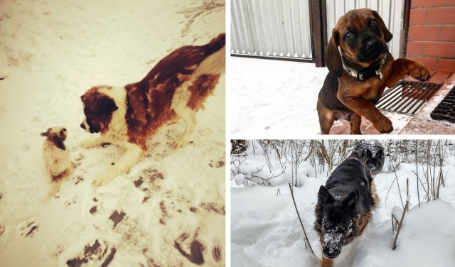 Zdjęcia psów nadesłane przez naszych Czytelników