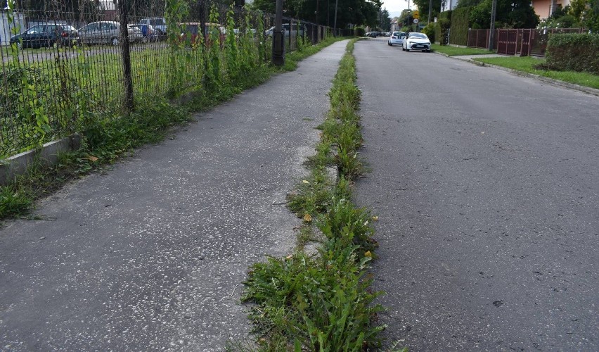 Nowy Sącz. Miasto buduje chodnik, a mieszkańcy go nie chcą: „Nie kosztem pasa zieleni” 