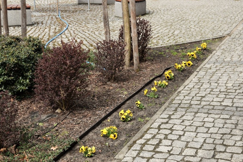 Zbąszyń: Na pewno każdy dostrzegł, że w mieście zrobiło się wiosennie [Zdjęcia - 13.04.2021]