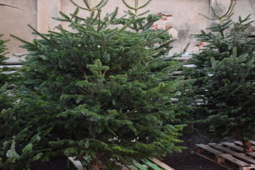 Choinki Gniezno. Gdzie i za ile kupić świąteczne drzewko? [FOTO]