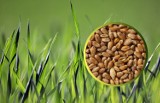 Próba kiełkowania nasion pozwoli sprawdzić przydatność nasion do siewu. Jak zrobić w domu ocenę kiełkowalności?