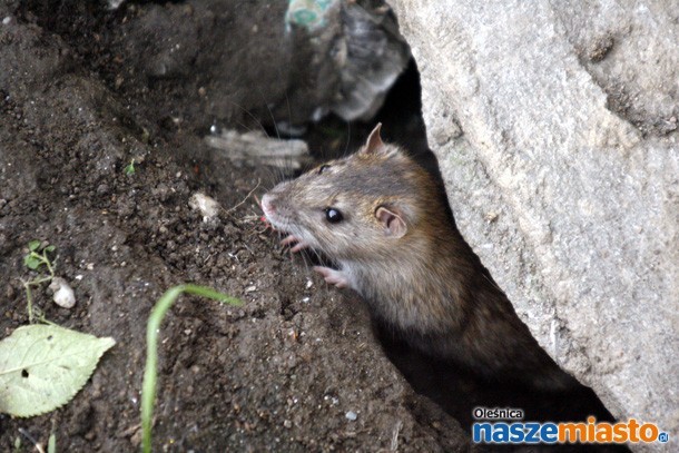 Szczury przy Skłodowskiej zadomowiły się na dobre