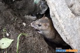 Szczury przy Skłodowskiej