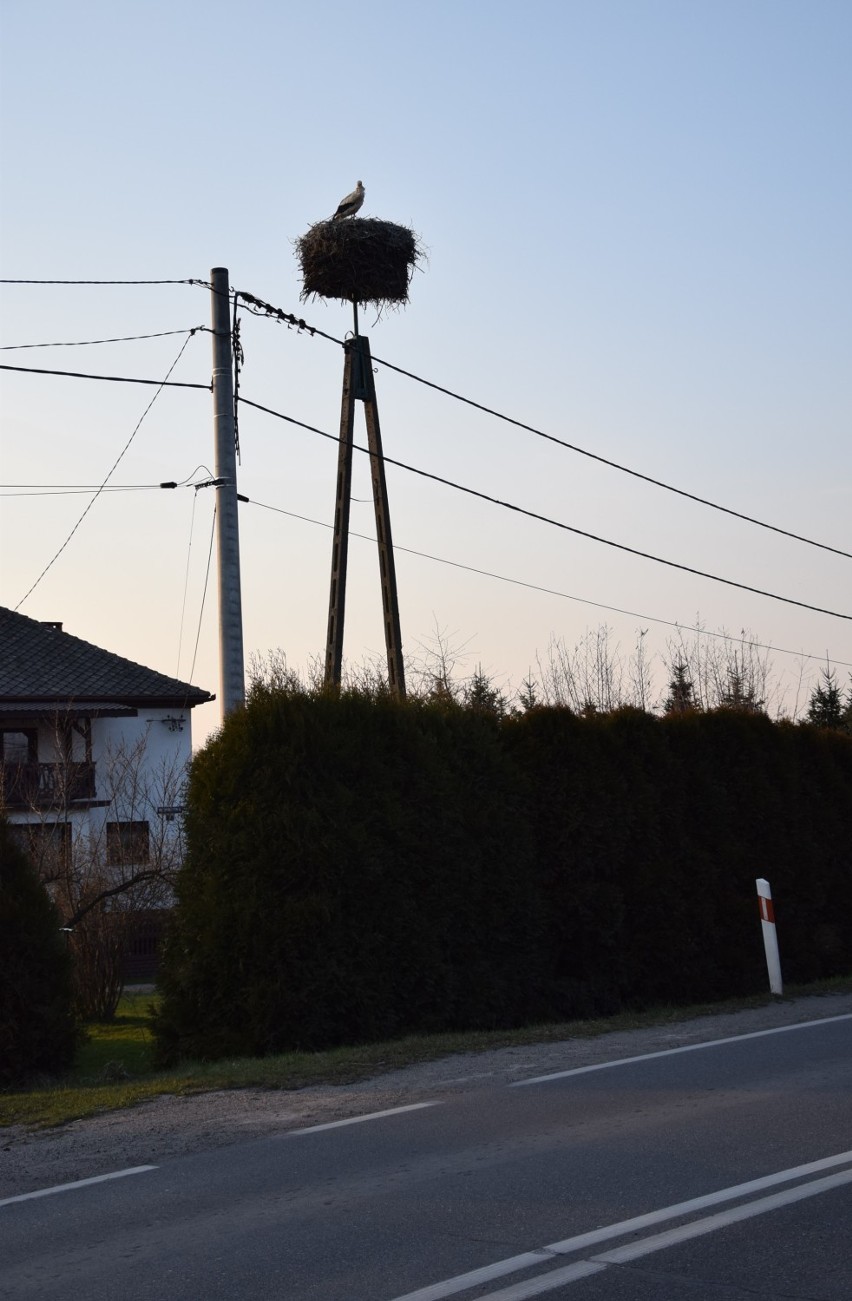 Tarniówka. Przyleciały już pierwsze bociany. Wiosna w pełni? 