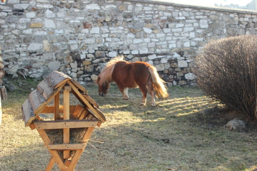 Bożonarodzeniowa szopka w Będzinie