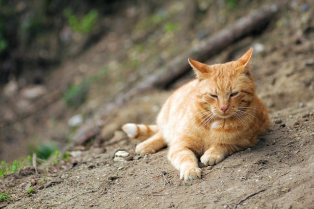 Zaginął kot Bolek - maskotka kamionki Bolko w Opolu