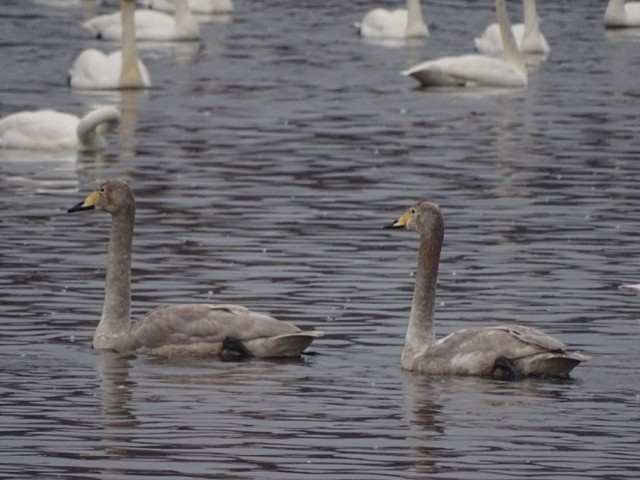 Rekordowe koncentracje zimujących łabędzi krzykliwych w pomorskich obszarach Natura 2000.