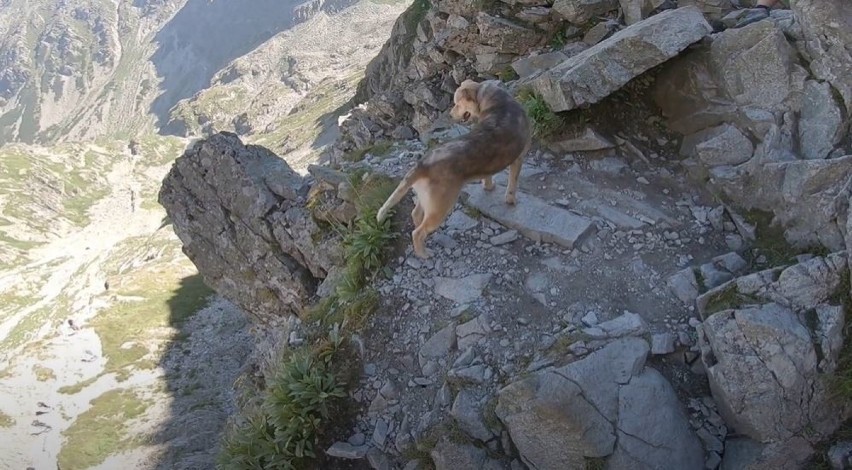 Tatry. Pod Zawratem utknął... pies. Czy trzeba będzie znosić go na dół? [13.08.]