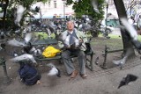 Krakowski spór o gołębie po raz kolejny dzieli mieszkańców