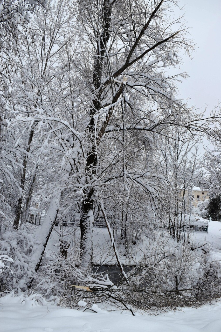 Powrót zimy. Połamane drzewa, brak prądu i łączności telefonicznej [ZDJĘCIA]