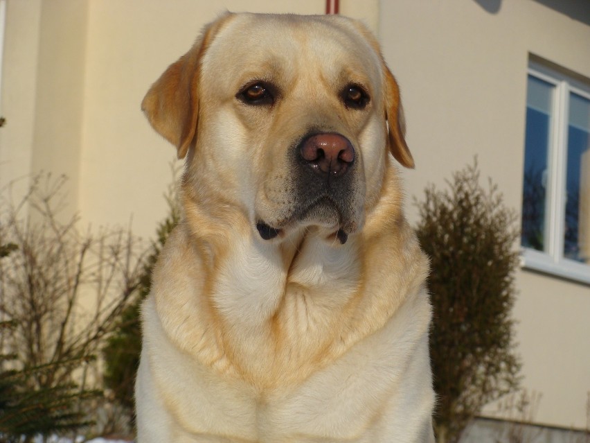 Labrador retriever  nasz ukochany pies Rodi  mieszka w małej...