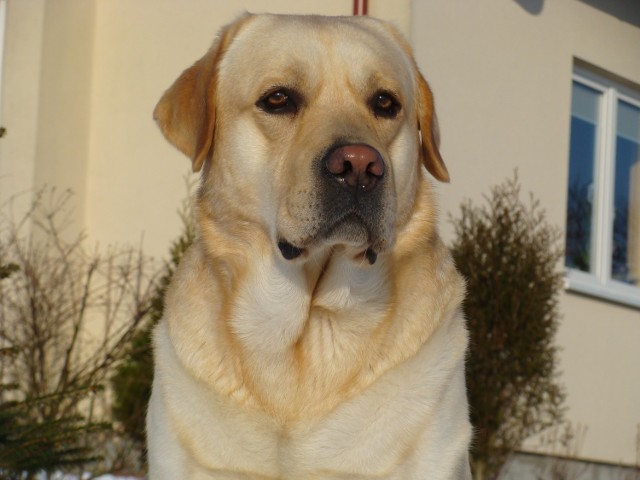Labrador retriever  nasz ukochany pies Rodi  mieszka w małej kaszubskiej wiosce. W sierpniu skończy 5 lat