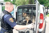 Maks siał postrach na Chojnach. Ogromny pies do schroniska pojechał autem do przewozu nietrzeźwych