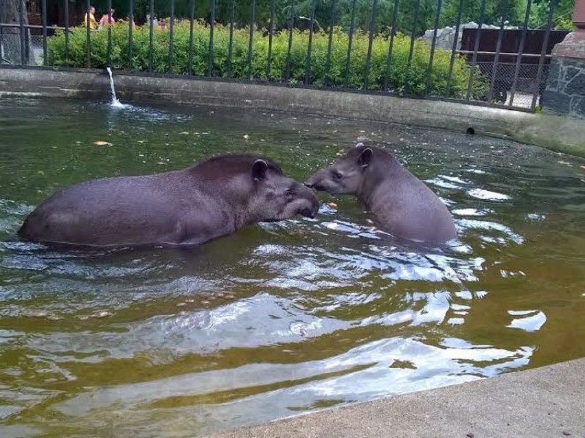 Zoo Wrocław: tapirzyca Melba  wyjechała do Danii