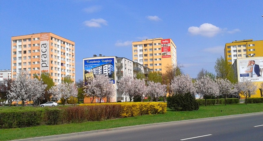 Wiosennie Majowo i kolorowo na ulicach Torunia ..