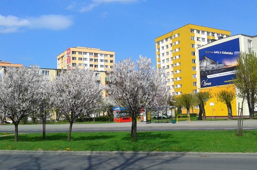 Wiosennie Majowo i kolorowo na ulicach Torunia ..