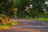 Park linowy powstanie na bulwarach nad Skawą w Wadowicach. Miasto inwestuje w rekreację