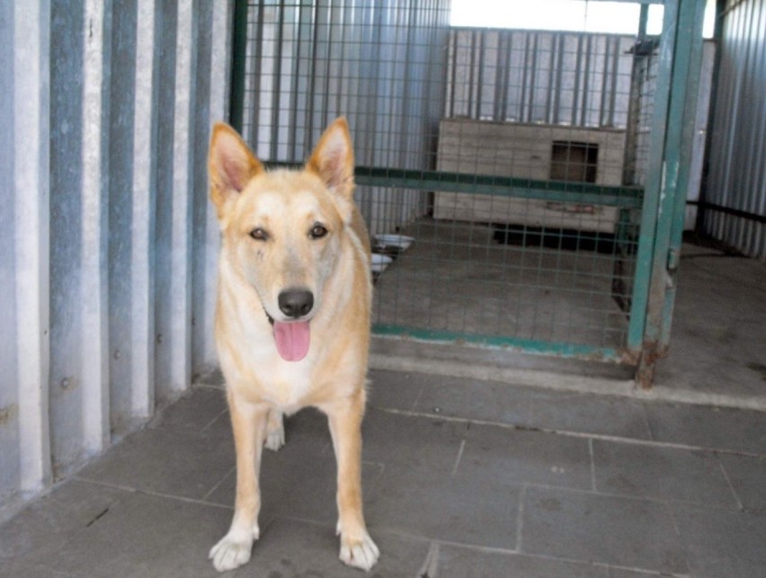 Psy uratowane z "mordowni" w Radysach trafiły do schroniska w Kędzierzynie-Koźlu