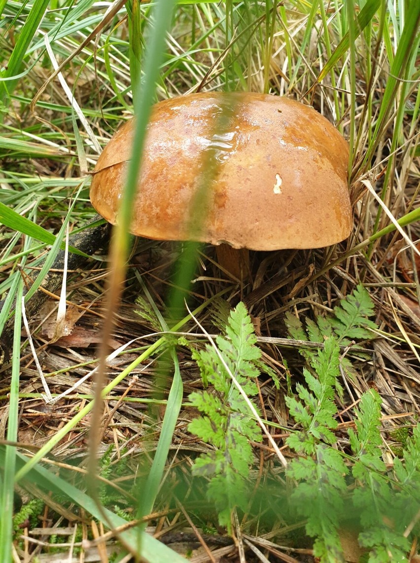 Grzyby zebrane przez naszych Czytelników w powiecie...