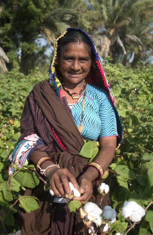 Uprawa bawełny certyfikowanej Fairtrade, Indie, fot....