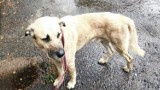 Właściciel z Obornik porzucił psa. Znaleziono go zaniedbanego i wychudzonego w innym województwie. Poszukiwany nowy dom dla Czestera