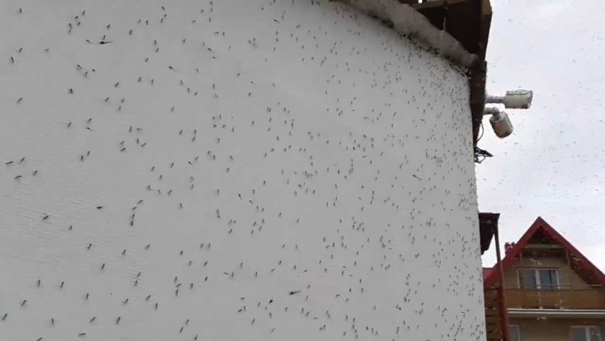 Chmary owadów na Półwyspie Helskim - maj 2021