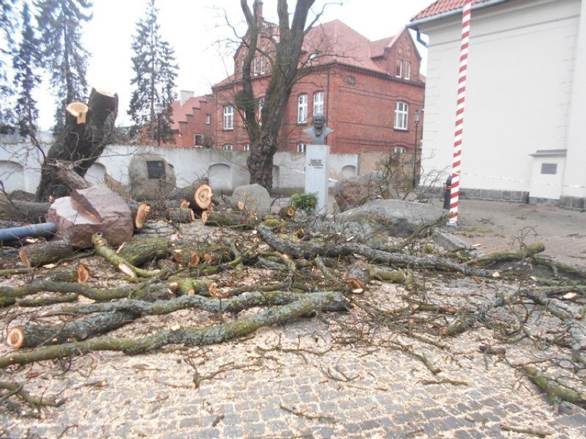 Drzewo zagrażające kościołowi na placu Jana Pawła II w...