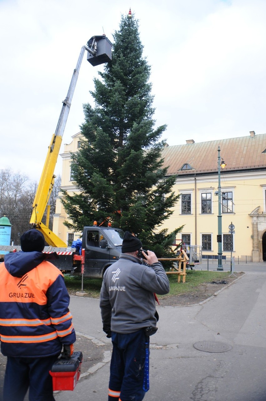 Kraków. Na Franciszkańskiej szykują już choinkę. W sobotę zapalą lampki [ZDJĘCIA]