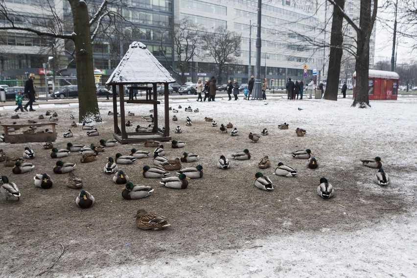 Śnieg w Warszawie

Zobaczcie też: Warszawa gotowa na...
