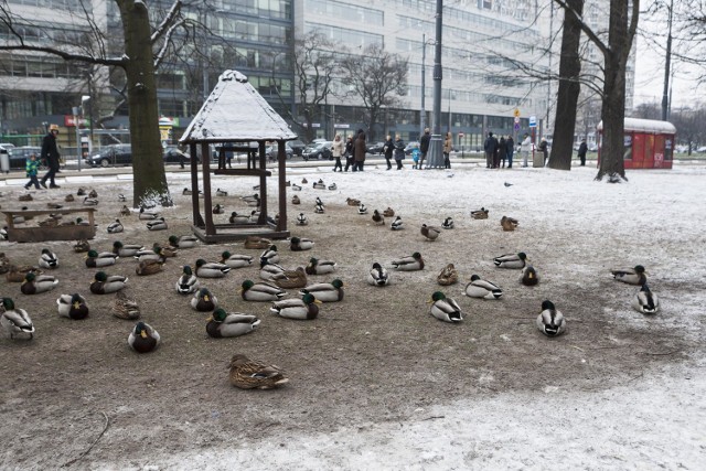 Śnieg w Warszawie

Zobaczcie też: Warszawa gotowa na odśnieżanie ulic. Firmy czekają na pierwszy śnieg już od połowy października