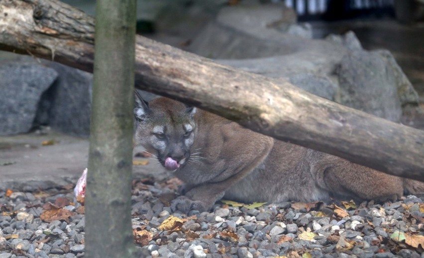 Puma Nubia to mieszkanka  Śląskiego Ogrodu Zoologicznego